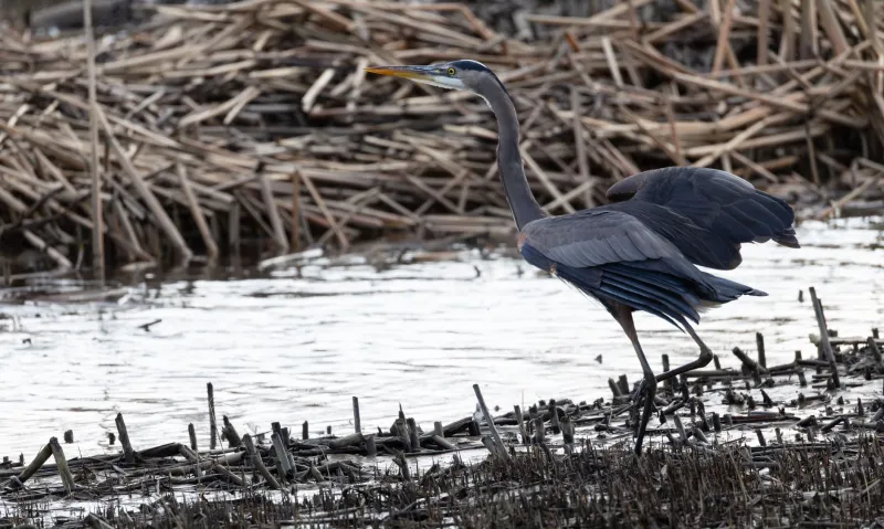A Michigan Town Forgot to File One Form in 1987 — and Accidentally Protected 200 Acres of Wetlands Forever