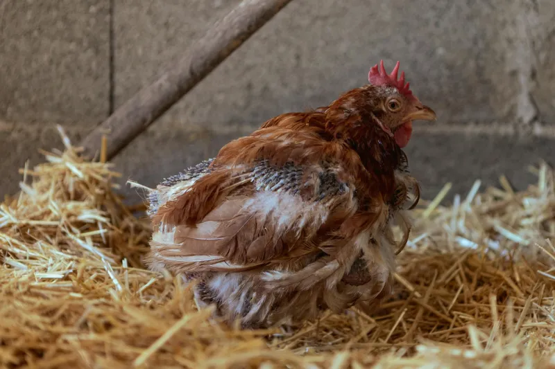 Mike the Headless Chicken: How a Botched Dinner Became America's Most Impossible Celebrity