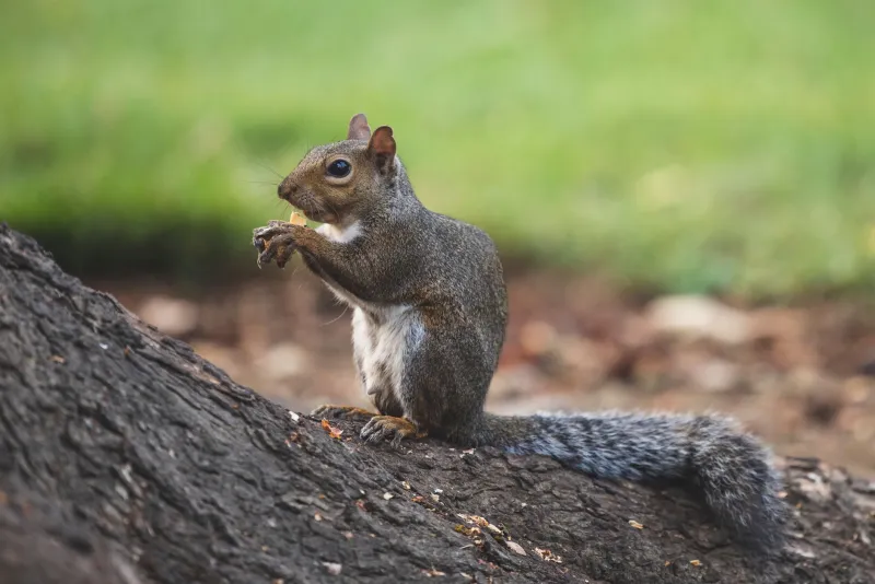 One Transposed Letter in a 1991 Wildlife Memo Gave Squirrels Legal Armor Across Seven States